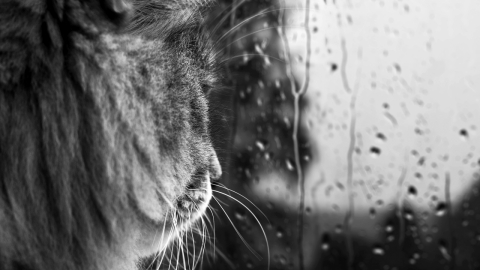 Katinas ir lietus